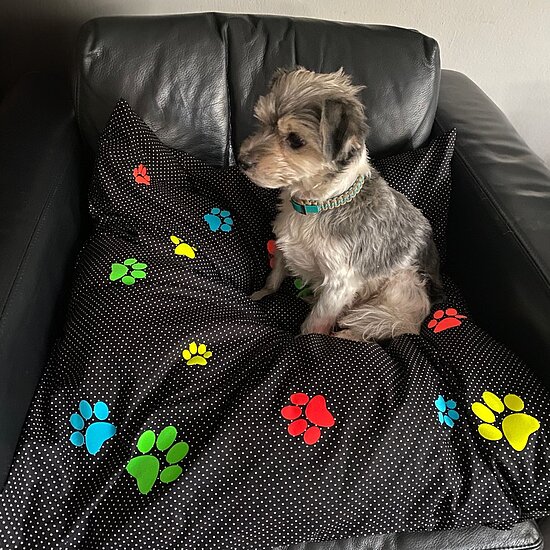 Bild 1 - Hundekissen Schwarz mit P�nktchen